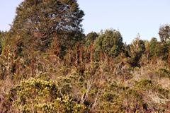 Baccharis patagonica