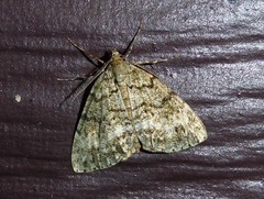 Pseudocoremia indistincta