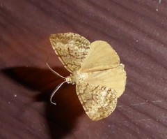 Pseudocoremia indistincta