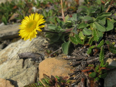 Erigeron aureus