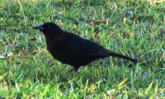 Curaeus curaeus curaeus