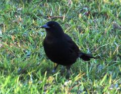 Curaeus curaeus curaeus