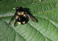 Volucella bombylans