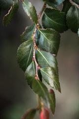 Nothofagus nitida