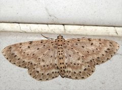 Percnia fumidaria
