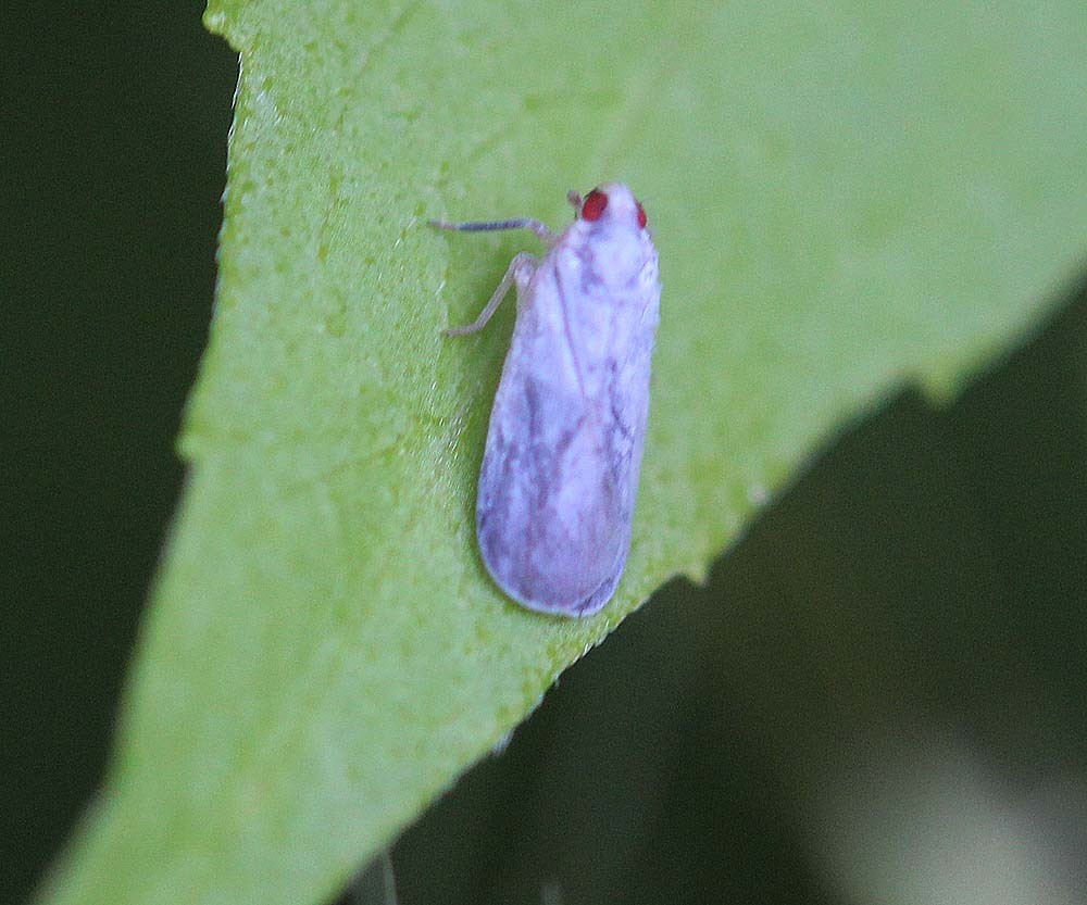 Akotropis