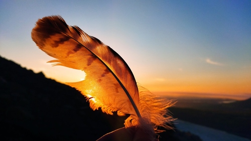 Plume de Buse pattue