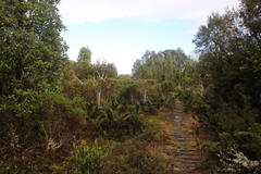 Baccharis patagonica