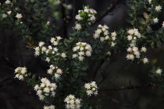 Baccharis patagonica