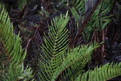 Blechnum chilense