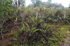Blechnum chilense
