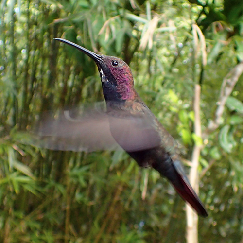 Anthracothorax mango