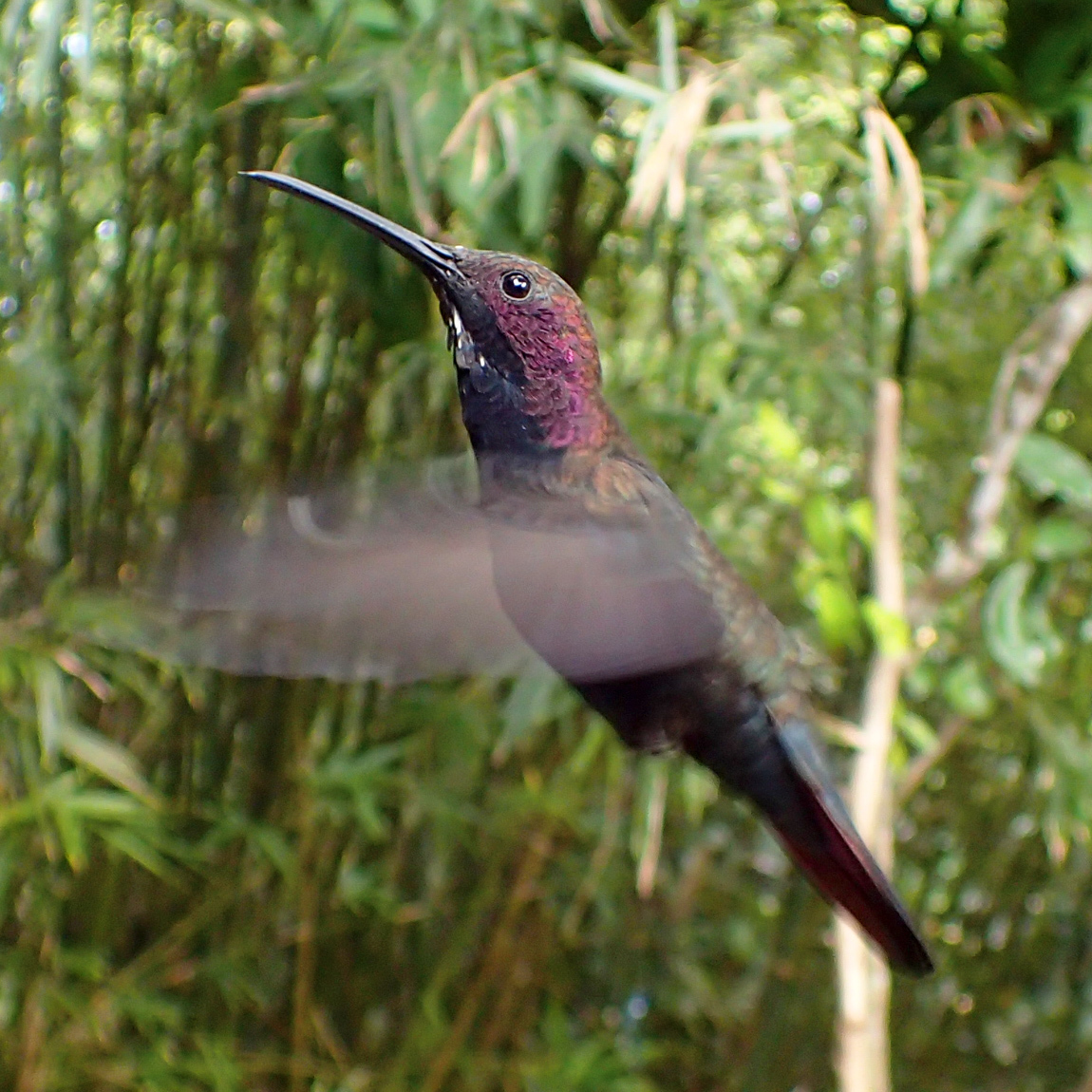 Jamaican Mango (Anthracothorax mango), photo 6