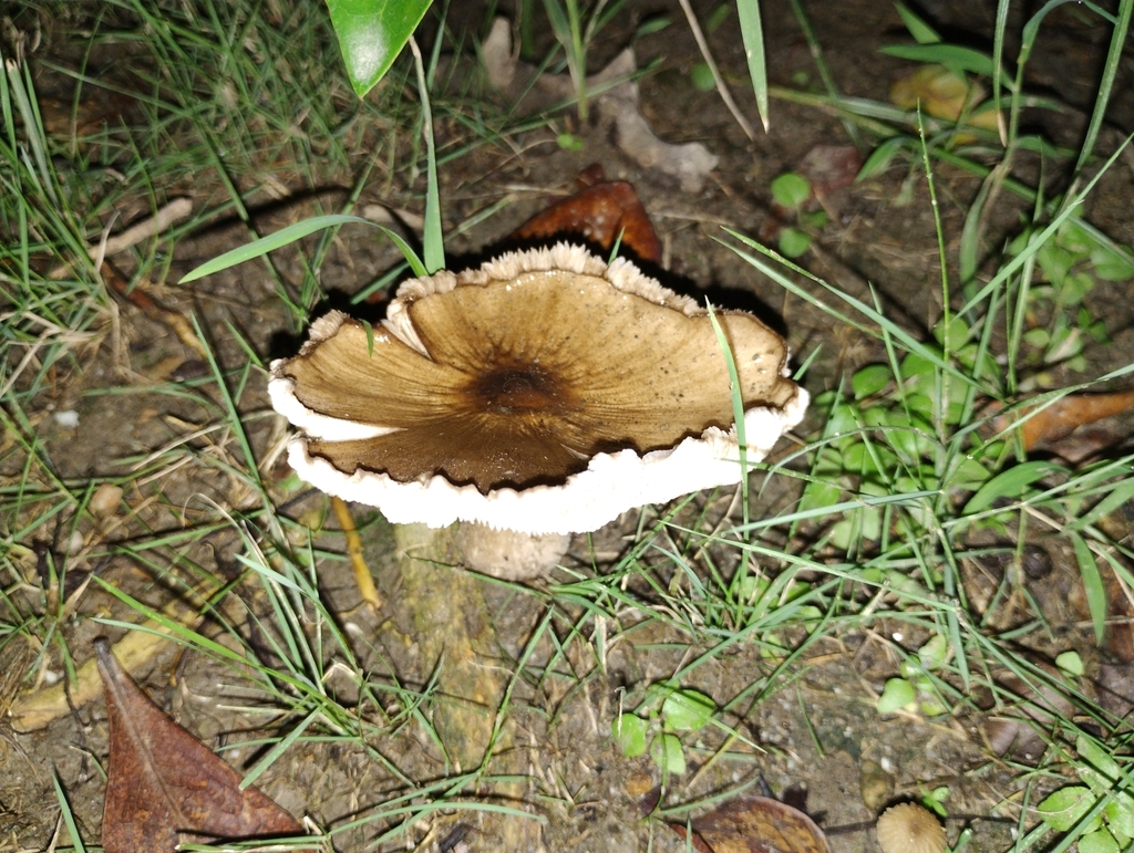 Pluteus atromarginatus