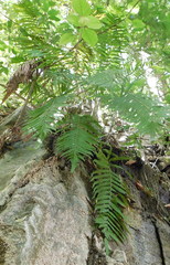 Pelazoneuron puberulum sonorense