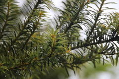 Podocarpus nubigenus