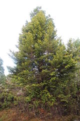 Podocarpus nubigenus