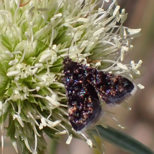 Heliothela wulfeniana