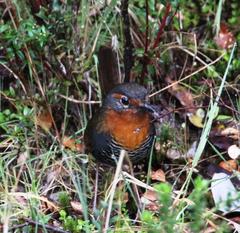 Scelorchilus rubecula