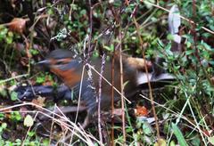 Scelorchilus rubecula