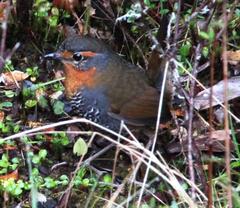 Scelorchilus rubecula