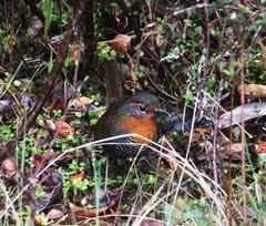 Scelorchilus rubecula