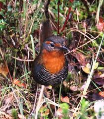 Scelorchilus rubecula