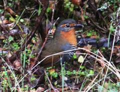 Scelorchilus rubecula
