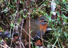 Scelorchilus rubecula