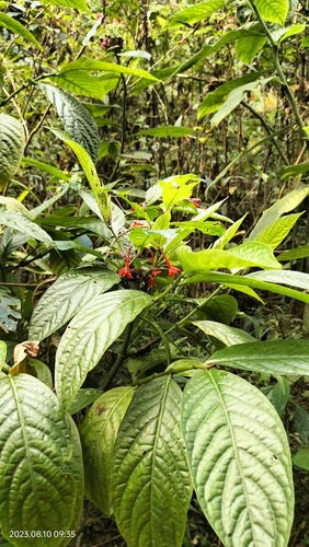 Image of Fuchsia Abrupta (Fuchsia abrupta) by (c) Floro Ortiz Contreras, some rights reserved (CC BY)