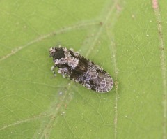 Magadhaideus