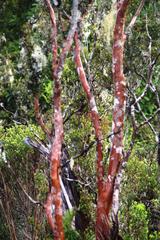 Luma apiculata