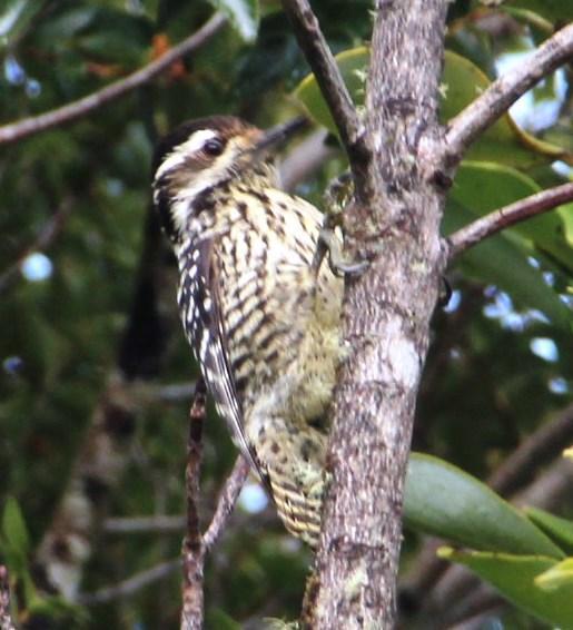 Striped Woodpecker