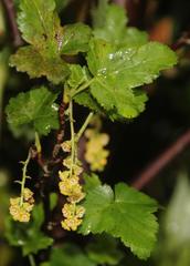 Ribes magellanicum