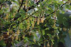 Ribes magellanicum