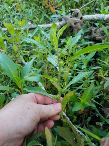 waterpod (Hydrolea quadrivalvis)