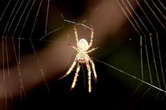 Allende nigrohumeralis