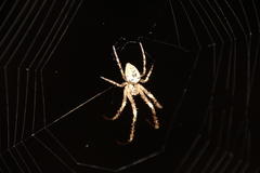 Allende nigrohumeralis