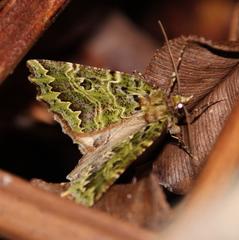 Chloroclydon rinodaria