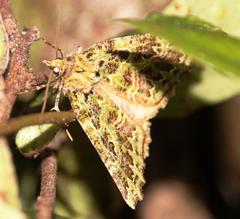 Chloroclydon rinodaria