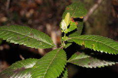 Caldcluvia paniculata