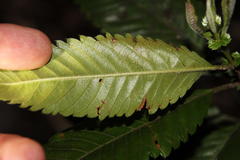 Caldcluvia paniculata