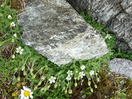 Image of Cerastium pedunculatum by (c) Wolfgang Jauch, some rights reserved (CC BY)