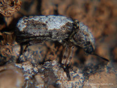 Cylindroides