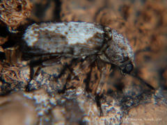 Cylindroides