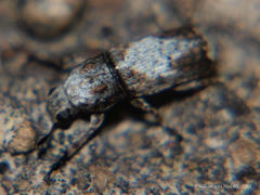 Cylindroides