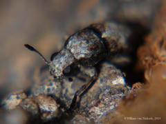 Cylindroides
