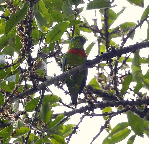 Salvadori's Fig-Parrot (Psittaculirostris salvadorii) · iNaturalist