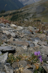 Oxytropis podocarpa