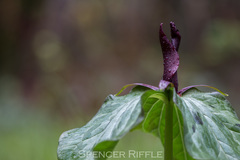 Trillium kurabayashii